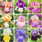 200+ Mixed Color Rare Heirloom Iris Seeds for Planting - Stunning Colors for Your Garden