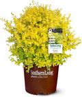 5 Gallon Southern Living Plant Collection Sunshine Ligustrum Privet Shrub
