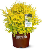 5 Gallon Southern Living Plant Collection Sunshine Ligustrum Privet Shrub
