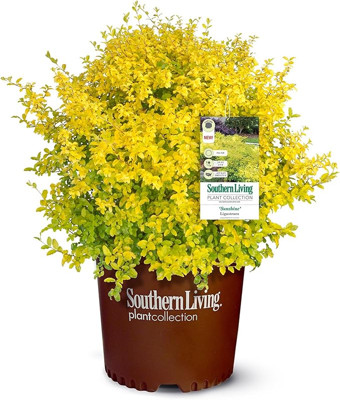 5 Gallon Southern Living Plant Collection Sunshine Ligustrum Privet Shrub