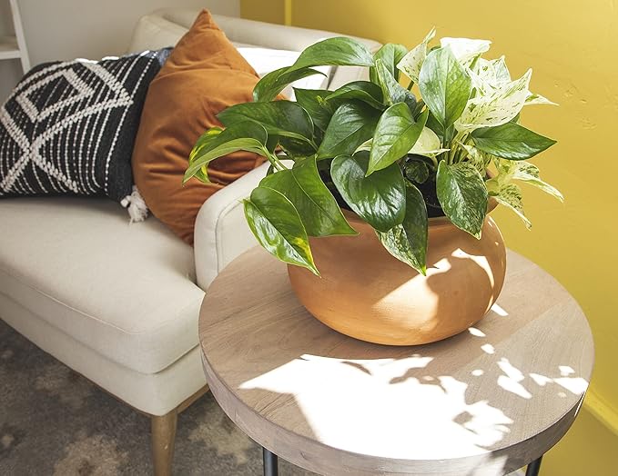 Altman Plants Live Pothos Plants (4PK) and Assorted Indoor Plants (12PK) Bundle