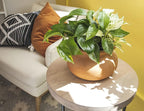 Altman Plants Live Pothos Plants (4PK) and Easy to Grow Houseplants (Pack of 6) Indoor Plants in Containers