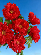 Double Peony Hibiscus grandiflorus Seeds for Planting, 206+pcs Rare Perennial Giant Hibiscus Grandiflorus Flower Seeds Plants, Non-GMO Heirloom Beauty Blooms Flowers for Home Garden Outdoors
