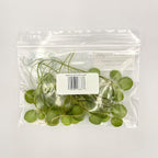 Amazon Frogbit, Limnobium laevigatum, Live Aquarium/Aquatic/Freshwater/Floating/Pond Plant/Planted Tank/Aquascaping/Paludarium by Aquarium Plant Center (12 Plants (36+ Leaves))