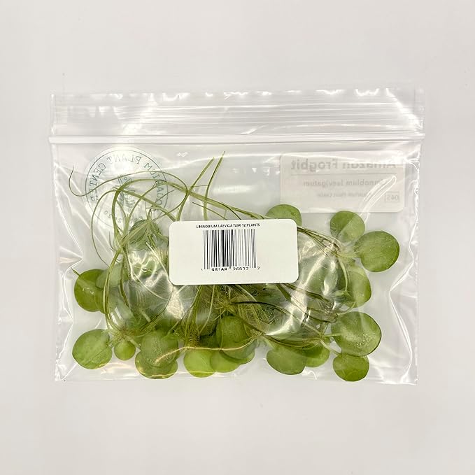Amazon Frogbit, Limnobium laevigatum, Live Aquarium/Aquatic/Freshwater/Floating/Pond Plant/Planted Tank/Aquascaping/Paludarium by Aquarium Plant Center (12 Plants (36+ Leaves))