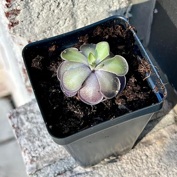 Live Pinguicula cyclosecta – Rare Violet-Toned Mexican Butterwort, Rosette-Forming Carnivorous Plant, Easy to Grow. Succulent-Like Carnivore Plant.