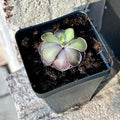 Live Pinguicula cyclosecta – Rare Violet-Toned Mexican Butterwort, Rosette-Forming Carnivorous Plant, Easy to Grow. Succulent-Like Carnivore Plant.