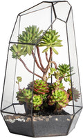 NCYP No Door Large Geometric Terrarium - 16 Inches Irregular Open Glass Terrarium Pot for Tall Cacti, Tall Succulents - Home Garden Tabletop Decoration (NO Plants)