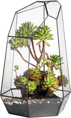 NCYP No Door Large Geometric Terrarium - 16 Inches Irregular Open Glass Terrarium Pot for Tall Cacti, Tall Succulents - Home Garden Tabletop Decoration (NO Plants)