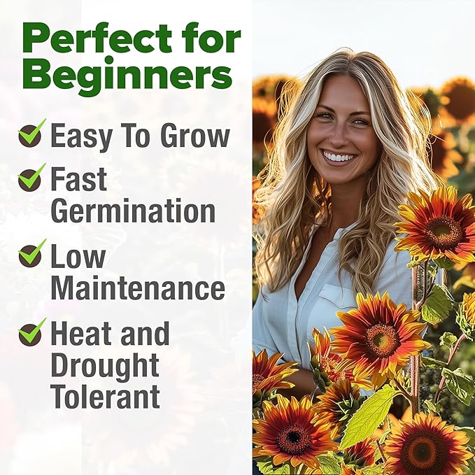 HOME GROWN Autumn Beauty Sunflower Seeds to Plant 40 Heirloom Non-GMO Sunflower Seeds for Planting Blooms for Pollinator Support, and Ornamental Flower Garden (Helianthus annuus)