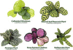 Live Calathea Houseplant (4 Pack), Pet Safe Plants for Cats & Dogs, Makoyana, Rattlesnake, Roseopicta, Air Purifying Indoor Plant Mix, Freddie, Orbifolia, Prayer Plants, Real Calatheas, 4.25 in. Pots