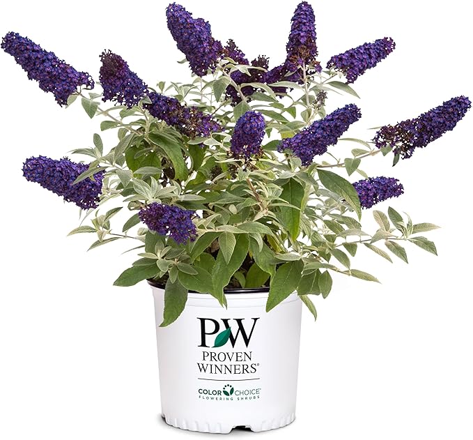 Pugster Buddleia, True-Blue Flowers, 2 Gal. (Pugster Blue)