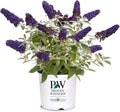 Pugster Buddleia, True-Blue Flowers, 2 Gal. (Pugster Blue)