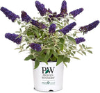 Pugster Buddleia, True-Blue Flowers, 2 Gal. (Pugster Blue)