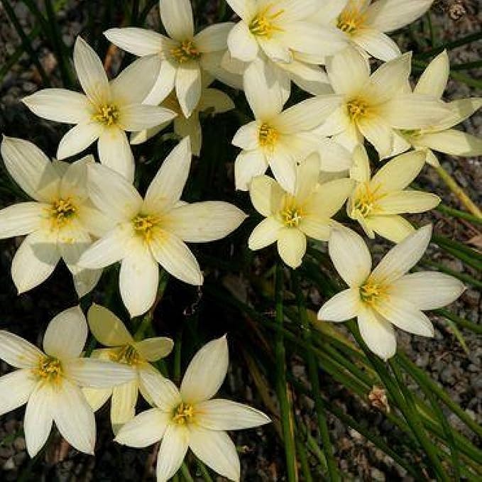 Chalily Melted Butter Rain Lily, a Great Live Pond Plant for Your Water Garden. Filters koi and Goldfish Ponds. Good for Bogs, Plant Shelf or Shallow Water This marginal Aquatic is a Real Beauty