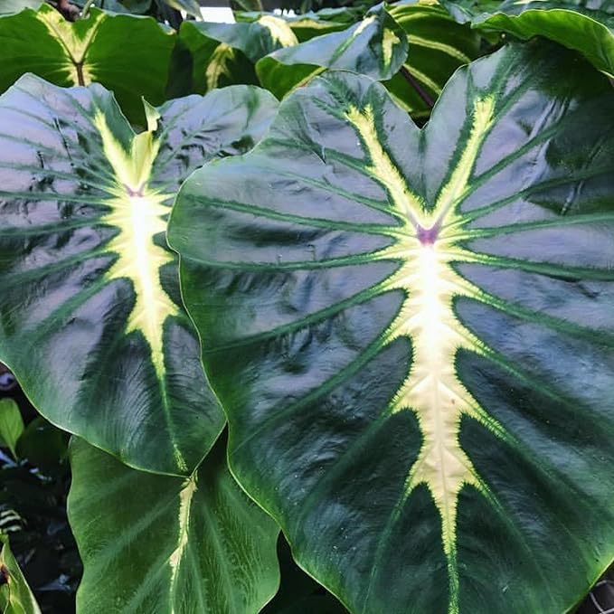 White Lava Taro, a Great Live Pond Plant for Your Water Garden. Filters The koi and Goldfish Pond. Good for Bogs, Plant Shelf or Shallow Water This marginal Aquatic is a Real Beauty