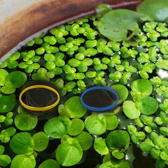 10 PCS Aquarium Floating Plant Corral, 5 Sizes (2.4'', 3.15'', 3.9'', 4.7'' and 5.5'') Round Fish Feeding Rings Set for Intercept Aquatic Floating Plants (Multi-Color Combinations)
