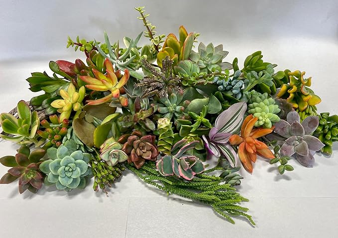 25 Assorted Live Succulent Cuttings, No 2 Succulents Alike, Great for Terrariums, Mini Gardens, and as Starter Plants. Live Succulents Plants for DIY Projects and Home Decor (25, Small)