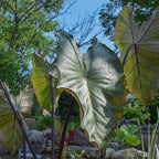 Chalily Violet Stemmed Taro, a Great Live Pond Plant for Your Water Garden. Filters The koi and Goldfish Pond. Good for Bogs, Plant Shelf or Shallow Water This marginal Aquatic is a Real Beauty
