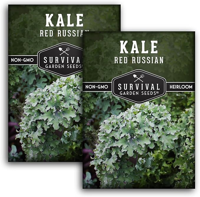 Red Russian Kale Seeds for Planting – Heirloom Red Kale – Cold Hardy for Fall & Spring Gardens – Edible, Frilly Blue-Green Leaves, Purple Stems - Survival Garden Seeds (2 Packs)