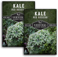 Red Russian Kale Seeds for Planting – Heirloom Red Kale – Cold Hardy for Fall & Spring Gardens – Edible, Frilly Blue-Green Leaves, Purple Stems - Survival Garden Seeds (2 Packs)