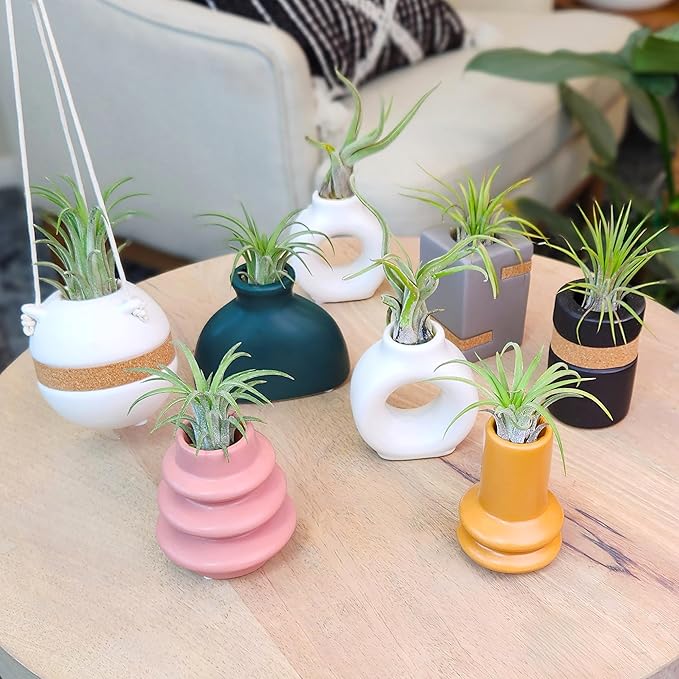 Live Air Plants with Decorative White & Orange Air Plant Holder Duo (2-Pack), Easy Plant Gift, Non-Toxic Pet Friendly Plants, Air Plants Live Plants in Small Plant Pots, Home Decor by Plants for Pets
