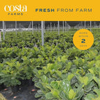 Costa Farms Fiddle Leaf Fig, Live Indoor Ficus Lyrata Floor Plant, Tropical Houseplant Potted in Nursery Planter, Housewarming, Birthday, Office and Living Room Decor, 2-3 Feet Tall