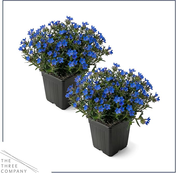 Live Lithodora 2-Pack – Blue – Evergreen Groundcover Perennial, Spring Flowers, 6” Tall, 1 Qt Pot