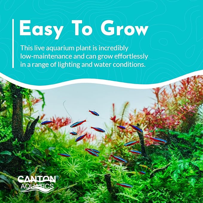 Rotala Rotundifolia RED Live Aquarium Plant - Fast Growing - Small Round Leaves - Mid-Ground Positioning - All Natural & Organic Aquatic Plant - Long Lasting & Easy to Care