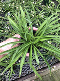 Solid Green Spider Plant Large Size - Low Maintenance, Air-Purifying, Thrives in Home & Office - Perfect for Plant Enthusiasts - Live Houseplant in Potting Soil (1)