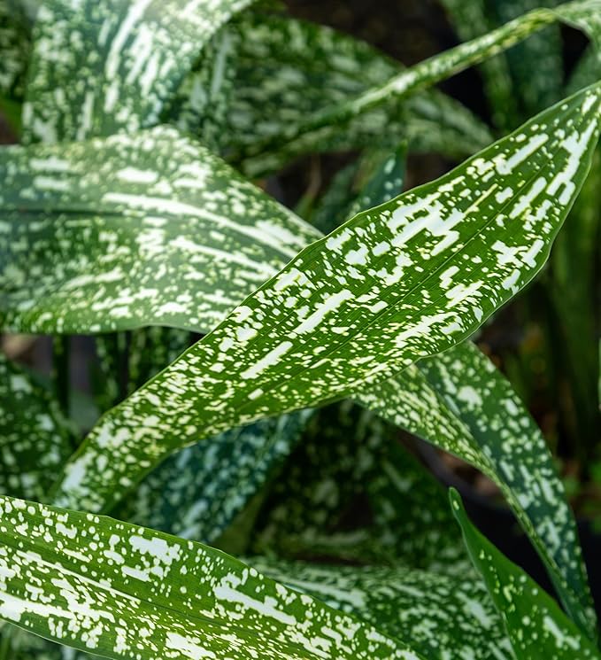 1.5 Gal Tokyo Skies Aspidistra - Variegated Cast Iron Plant