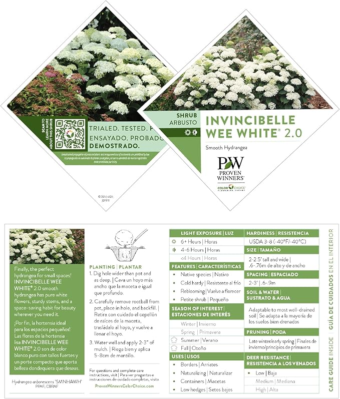 Proven Winners Invincibelle Wee White 2.0 Smooth Hydrangea (arborescens) Live Plant, 4.5" Qt, 4 Pack
