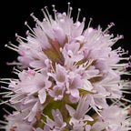 Chalily Water Mint, a Great Live Pond Plant for Your Water Garden. Filters The koi and Goldfish Pond. Good for Bogs, Plant Shelf or Shallow Water This marginal Aquatic is a Real Beauty
