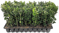 Green Mountain Boxwood | 10 Live Plants | Buxus sempervirens ‘Green Mountain’ | Evergreen Privacy Shrub | Compact Formal Garden Plants