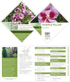Proven Winners 2 Gal. Purple Pillar Rose of Sharon (Hibiscus) Shrub