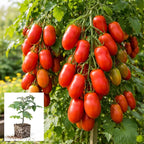 Granadero Roma Tomato Live Plants for Growing - Approx 4-6 Inches Tall to Grow, Garden or Container (2 Plants)