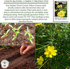 Lemon Yellow Sulphur Dwarf Cosmos Seeds (Cosmos sulphureus) – 100+ Heirloom Non-GMO Seeds by Isla’s Garden Seeds, Soft Yellow Compact Blooms, Pollinator-Friendly Summer Flowers for Beds & Containers
