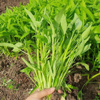 600+ Premium Kangkong Seeds - Ong Choy - Rau Muong - Kong Xin CAI Seeds | High 97% Germination | Non-GMO | Vegetable Seeds for Planting | Made in USA