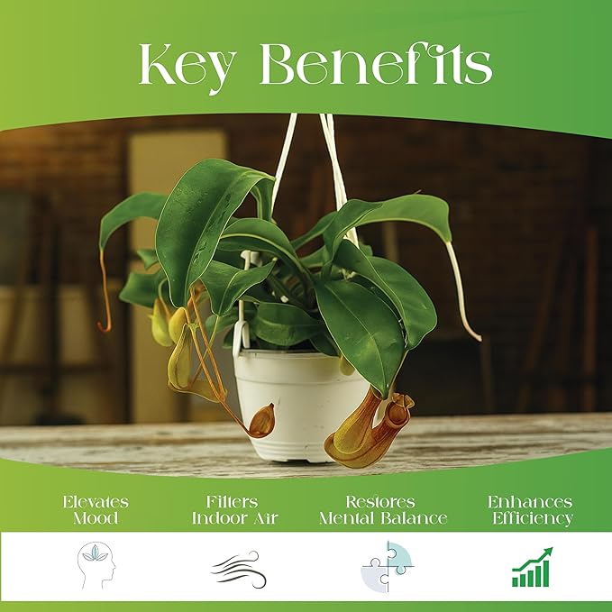 Pitcher Plant Live - Nepenthes Alata Carnivorous Plants Live - Exotic - Easy to Grow, Air Purifying, Indoor House Plants Flowers for Home, Office, Wedding Decor & Birthday Gift (Heat Pack Included)
