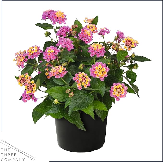 Live Flowering Lantana - Havana Pink Sky (2 Plants Per Pack), Healthy Blooming Pollinator, 8" Tall by 5" Wide in 1 Qt Pot
