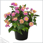 Live Flowering Lantana - Havana Pink Sky (2 Plants Per Pack), Healthy Blooming Pollinator, 8" Tall by 5" Wide in 1 Qt Pot