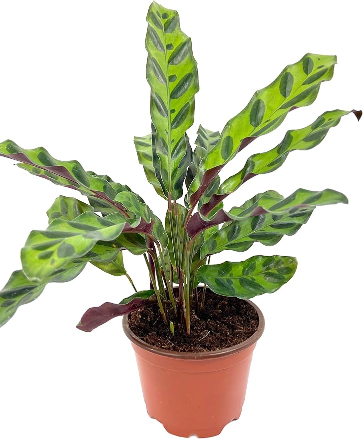 Rattlesnake Calathea - Live Plant in a 4 Inch Pot - Calathea Lancifolia - Beautiful Air Purifying Indoor Houseplant