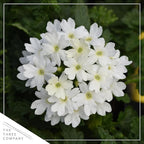 Live Flowering Verbena - White (2 Plants Per Pack) - Healthy Flowering Plant - Beautiful Spring Color - 10" Tall by 5" Wide in 1Qt Pot