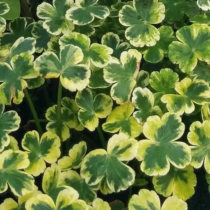 Pennywort 'Crystal Ball', a Great Live Pond Plant for Your Water Garden. Filters koi and Goldfish Ponds. Good for Bogs, Plant Shelf or Shallow Water This marginal Aquatic is a Real Beauty