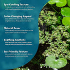 SubstrateSource Live Plants - Azolla Caroliniana, Mosquito Fern, Floating Aquarium Plant, Green Floating Plant for Freshwater Aquariums, Ponds - 1 Cup