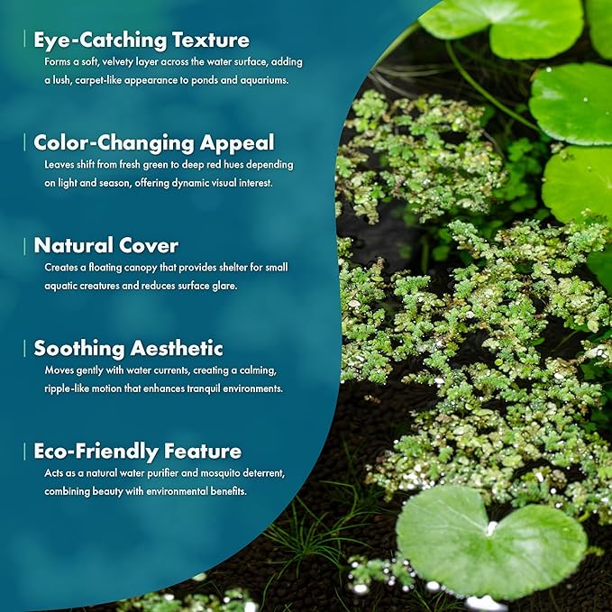 SubstrateSource Live Plants - Azolla Caroliniana, Mosquito Fern, Floating Aquarium Plant, Green Floating Plant for Freshwater Aquariums, Ponds - 1 Cup
