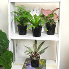 Altman Plants, Classic Houseplant Collection (4PK) Live Plants Indoor Plants Live Houseplants in Plant Pots, Easy House Plants Indoors Live, Snake Plant, Pothos in Potting Soil, Clean Air Plants