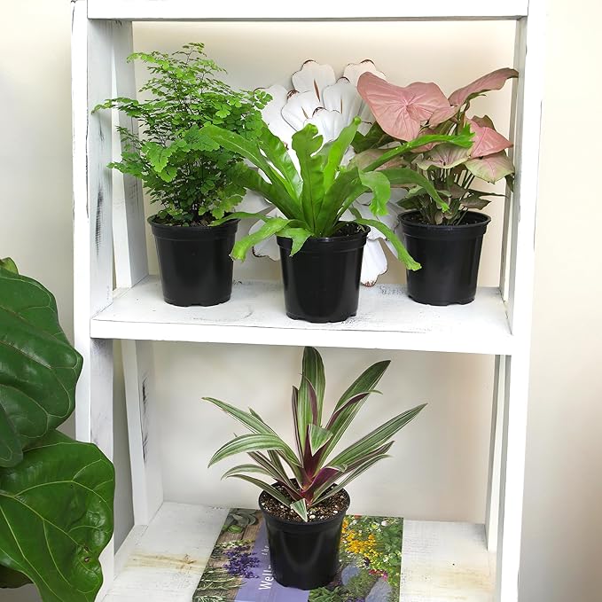 Altman Plants, Classic Houseplant Collection (4PK) Live Plants Indoor Plants Live Houseplants in Plant Pots, Easy House Plants Indoors Live, Snake Plant, Pothos in Potting Soil, Clean Air Plants