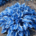 Hosta Seeds for Planting, 290+ Mixed Hosta Seeds, Perennial Flower Palnts, Non-GMO Heirloom Hosta Flower Seed for Home Garden Outdoor