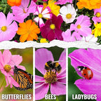 Seed Needs Flower Seeds Cosmos Crazy Blend No Filler 10+ Varieties Cosmos | Cosmo Bipinnatus Open Pollinated Untreated | Resealable Packaging Keeps Seeds Fresh | Bulk Cosmos Flowering Seed Mix